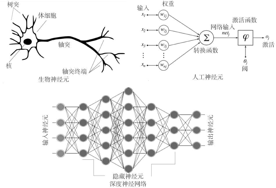 生物神经网络和人工神经网络的相似性